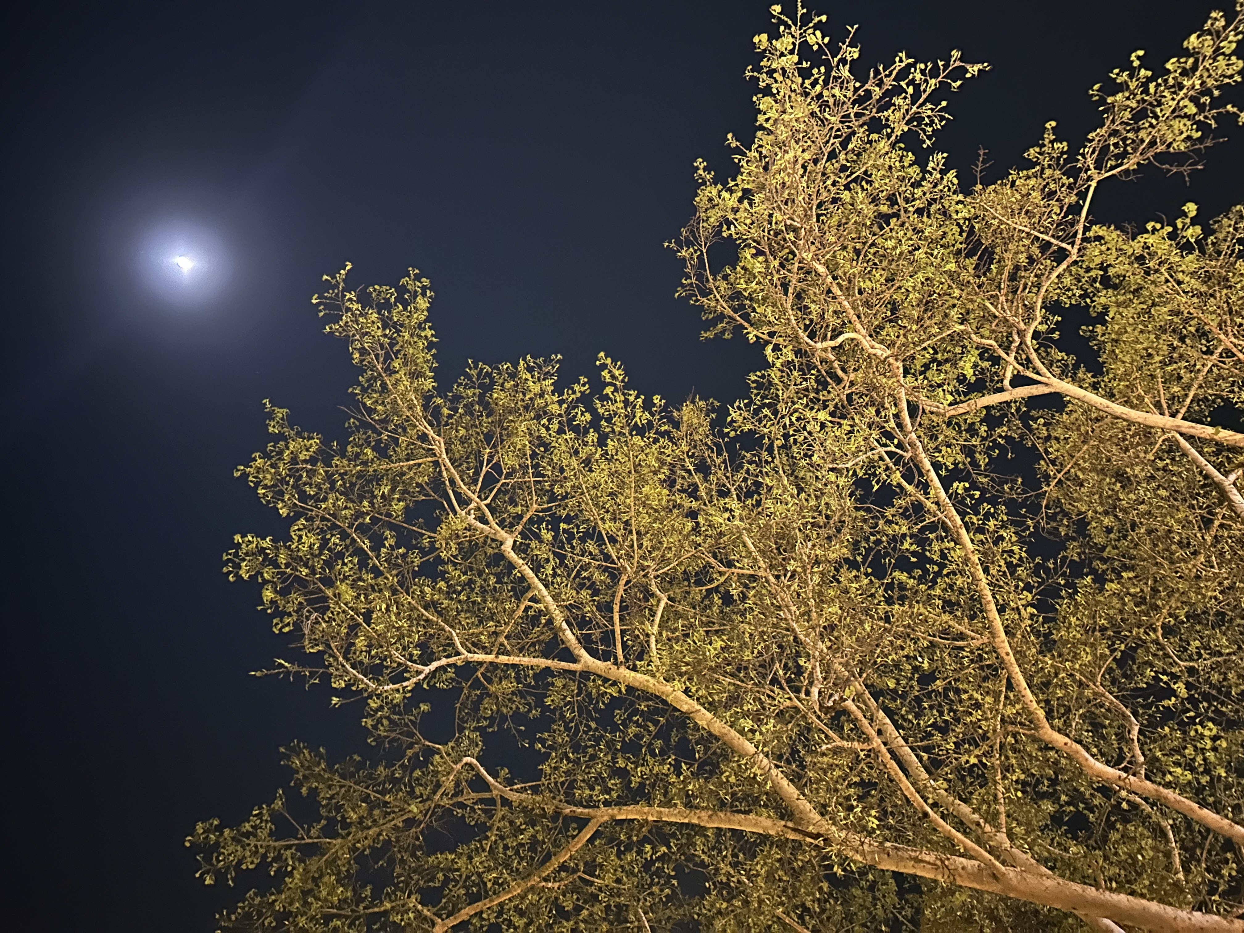 Night tree