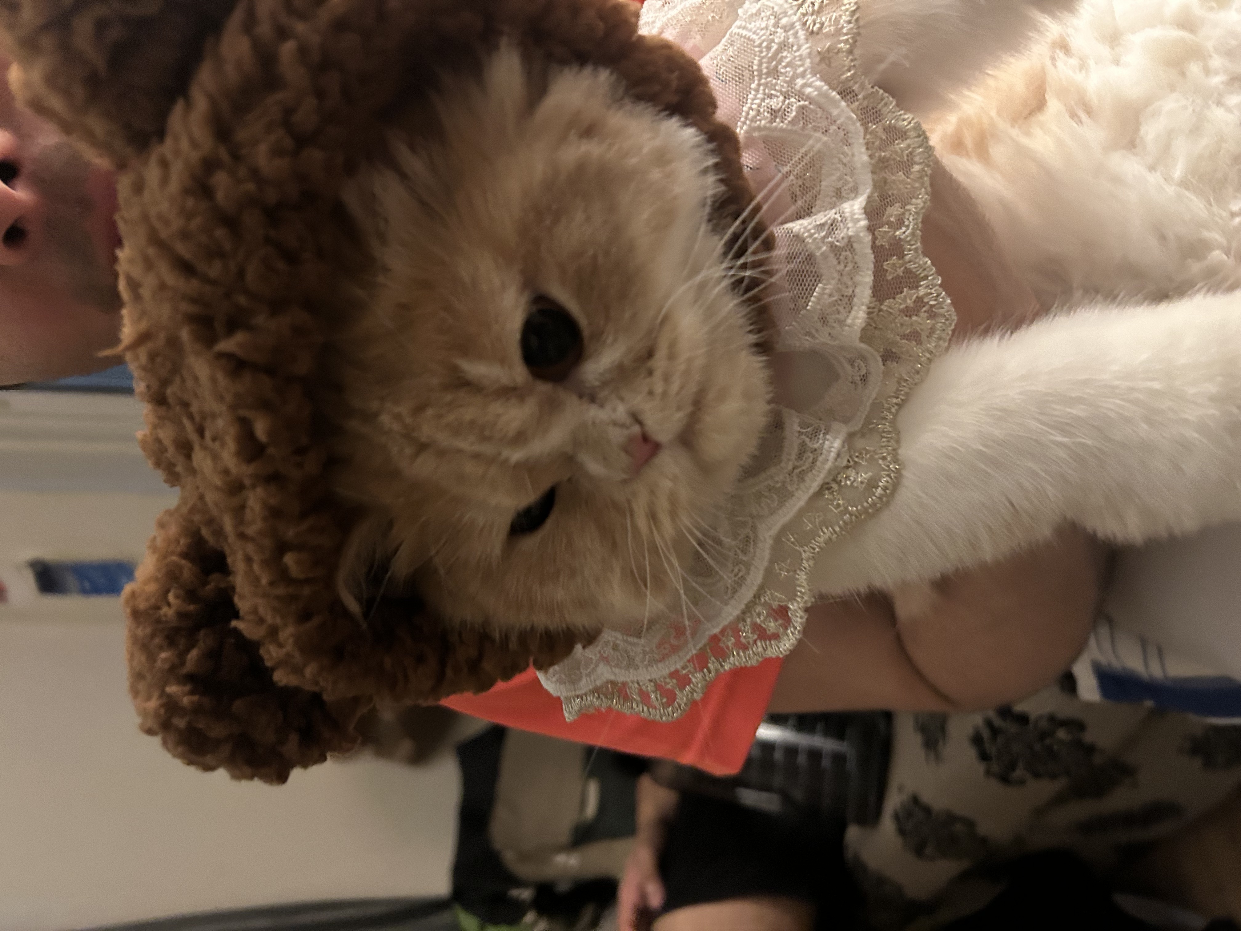 Megu