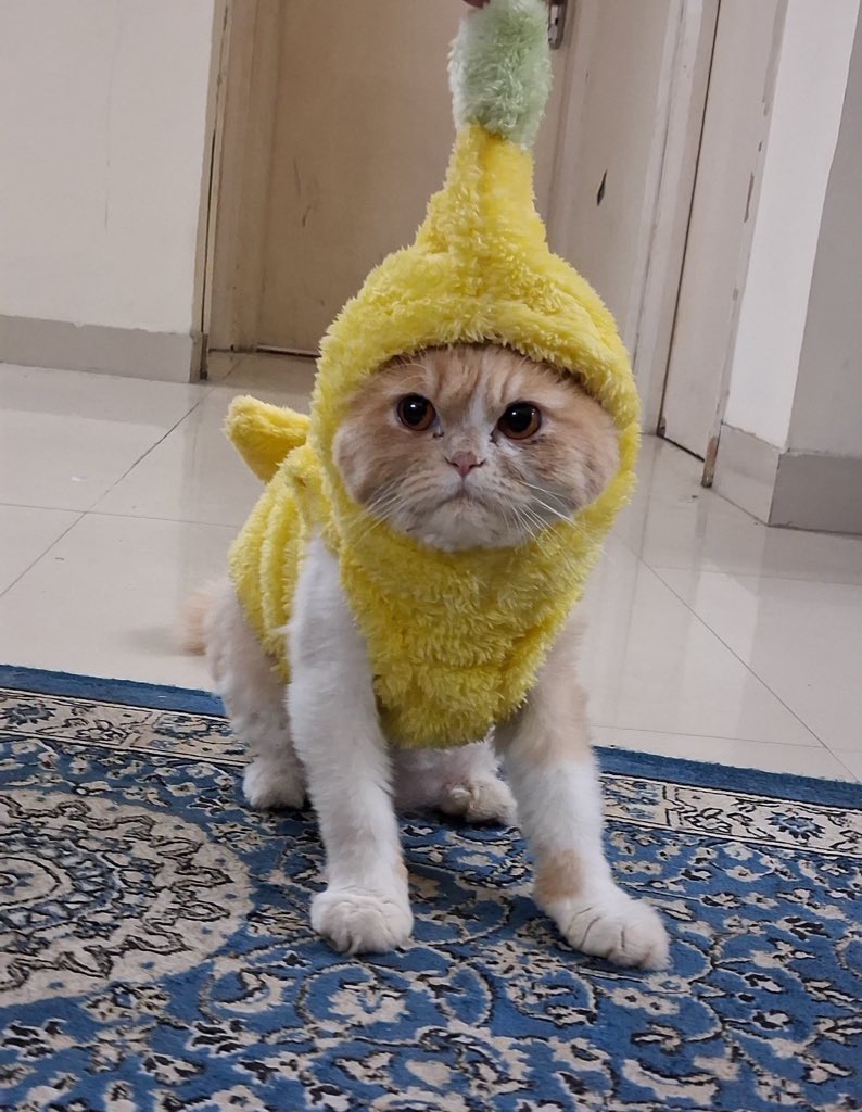Megu